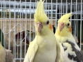 Различни видове папагали , снимка 10
