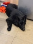 Черна немска овчарка , снимка 3