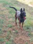 Белгийска овчарка , снимка 4