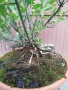 Бонсай заготовка Лигуструм , снимка 10