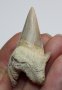 Фосилен зъб на акулата Otodus Obliquus - Плиоцен (5 - 66 Ма), снимка 2