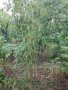 Бамбук Вивакс жълт Phyllostachys vivax 'Aureocaulis' , снимка 5