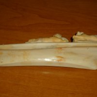 Уникална фигурална композиция от кост на морж, снимка 7 - Колекции - 27389511