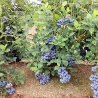 Американска синя боровинка 5 годишни растения, снимка 1 - Градински цветя и растения - 40191636