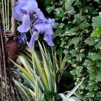  Ирис, Перуника германика (Iris germanica) - синьото око на градината, снимка 2 - Градински цветя и растения - 38214325