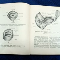 Атлас анатомии человека, снимка 9 - Антикварни и старинни предмети - 43818672