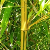 Бамбук Вивакс жълт Phyllostachys vivax 'Aureocaulis' , снимка 6 - Градински цветя и растения - 27535820