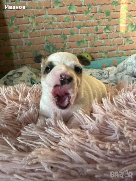 Мини чихупинчер , снимка 1