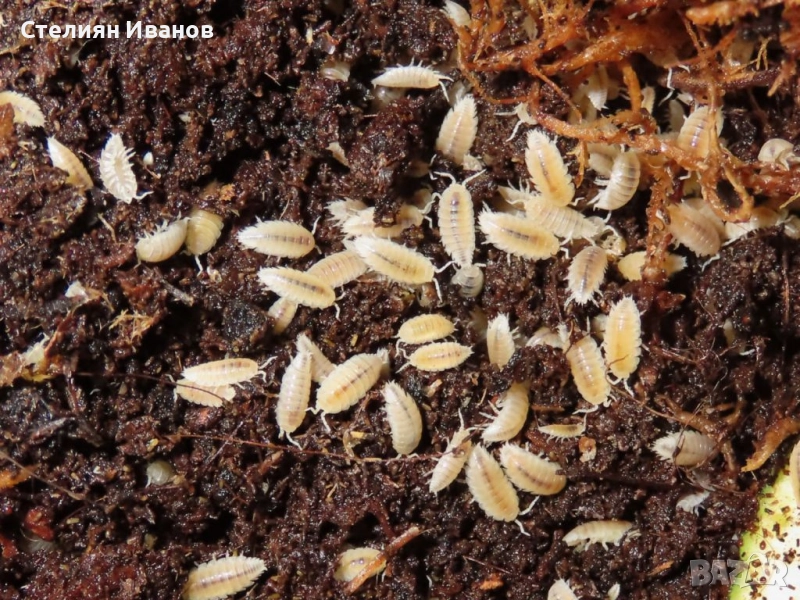 Изоподи, мокрици (Trichorhina tomentosa и Porcellionides pruinosus), снимка 1