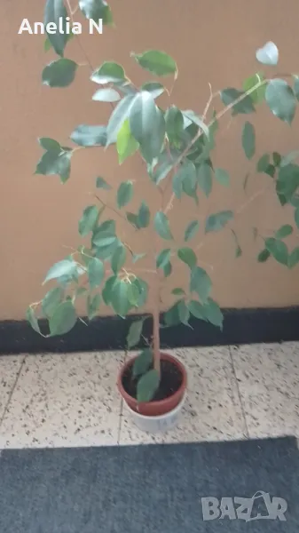 Бенджамин, снимка 1