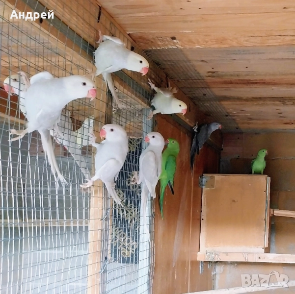 Папагали малък александър , снимка 1