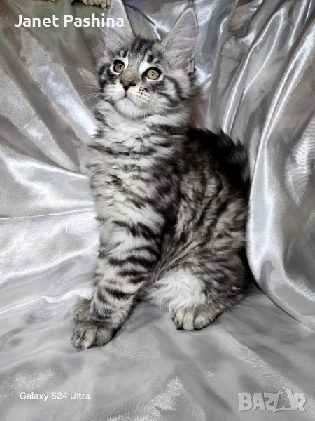 Чистокръвни Мейн Куун котенца , снимка 1