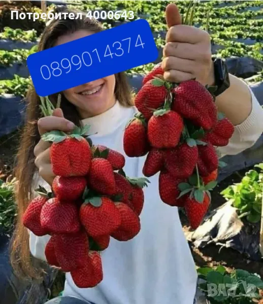 Целогодишен разсад ягоди и малини от производител , снимка 1