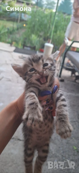 Подаряват се котенца, снимка 1