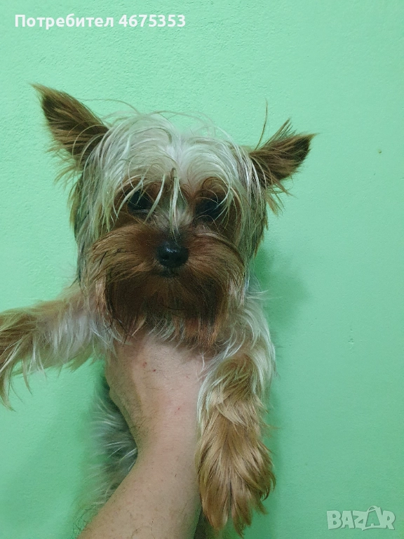  Мини Йорки йоркширски териер 4 кученца, снимка 1