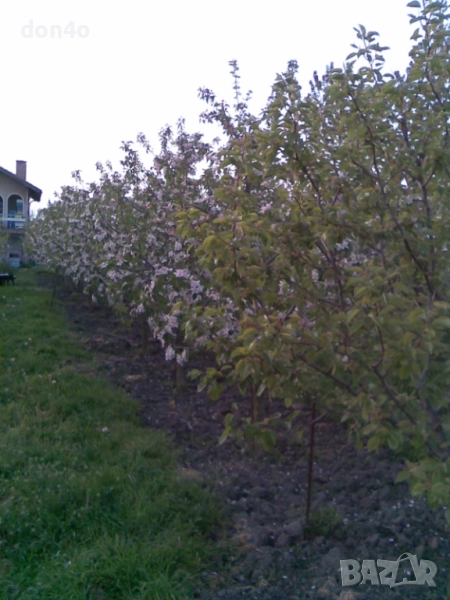 дърва за огрев , снимка 1