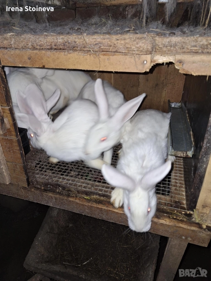Продавам зайчета , снимка 1