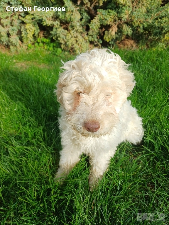 лагото, снимка 1