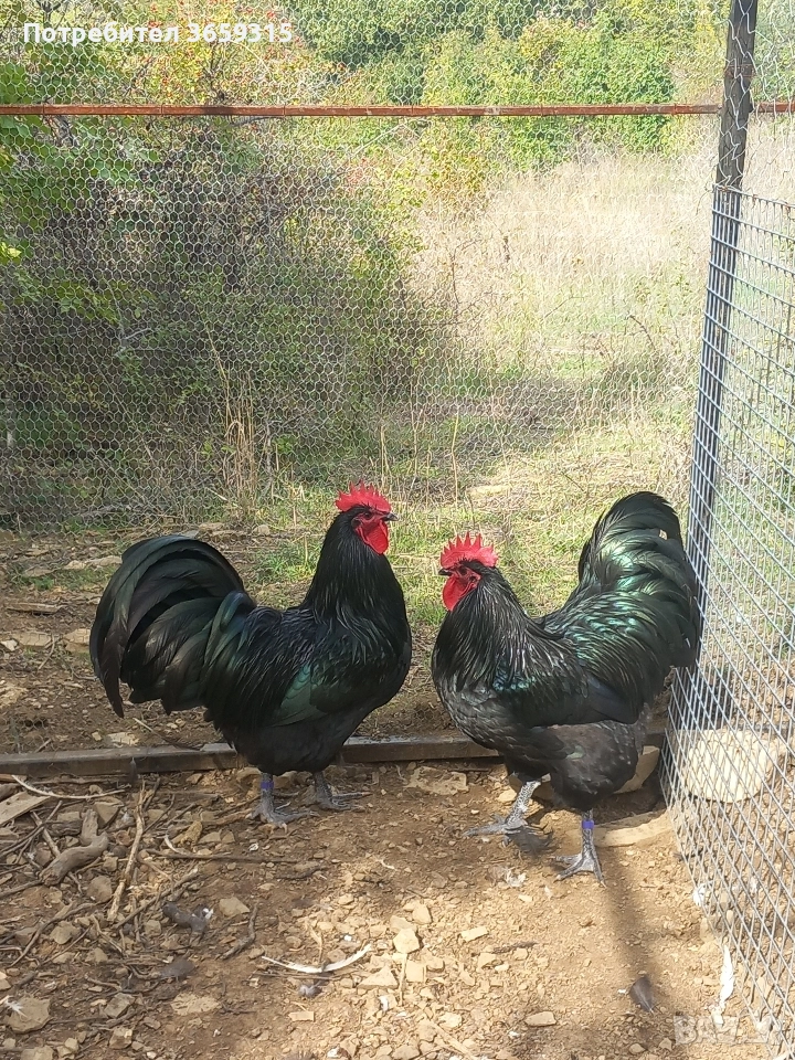 Петлета австралорп , снимка 1