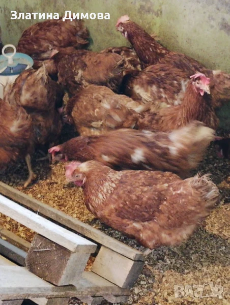 Спешно! Кокошки носачки, снимка 1