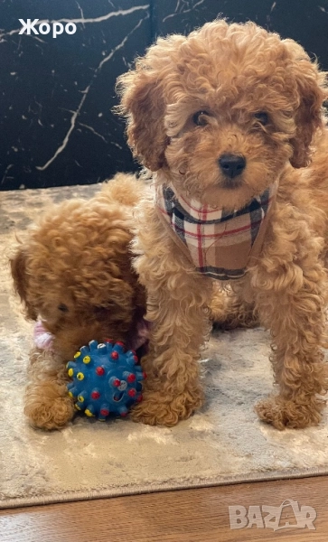 Той пудел момиче, снимка 1