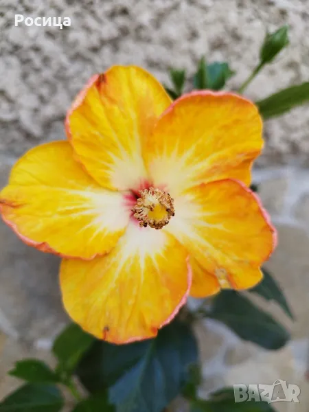 китайска роза , снимка 1