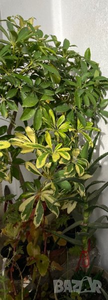 Дръвче в саксия за украса, снимка 1