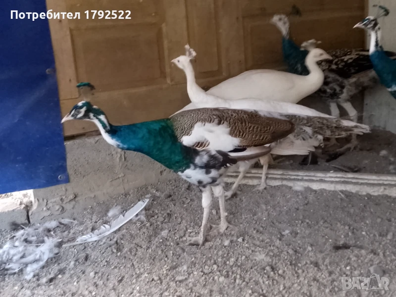 Продавам мъжки арлекин-договаряне , снимка 1