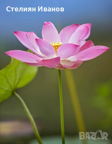 Индийски лотос, свещен лотос (Nelumbo nucifera), снимка 2 - Градински цветя и растения - 51636216