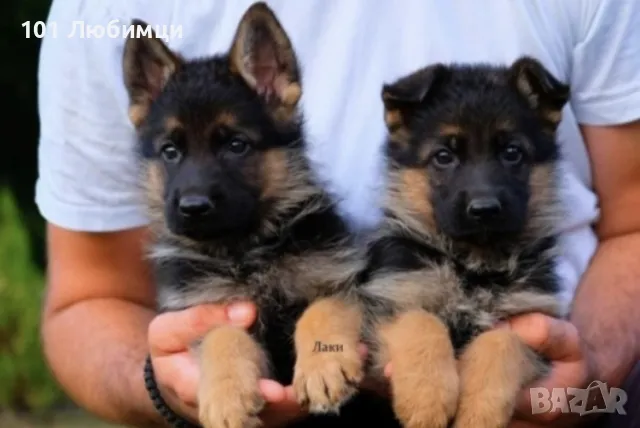 Немски овчарки с родословие, снимка 2 - Немска овчарка - 47450378