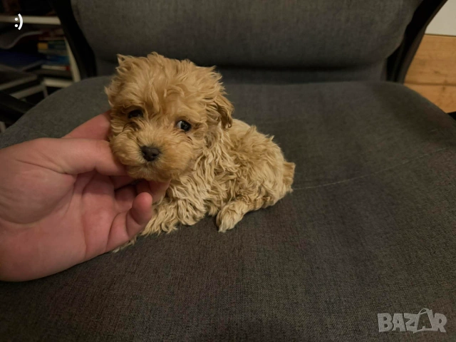 Малтипу Актуално от 23.01.2026, снимка 6 - Пудели - 53163764