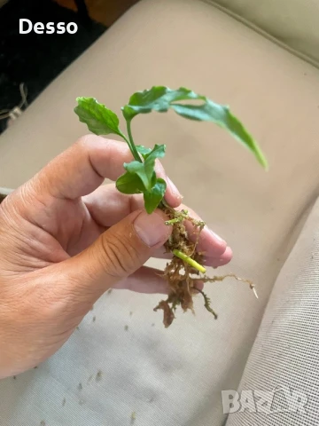 Monstera Obliqua Peru, снимка 1