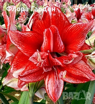 Луковици Амарилис, Хипеаструм, снимка 4 - Сортови семена и луковици - 52256523