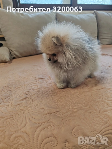 Померан мини померан , снимка 3 - Померан - 53054110