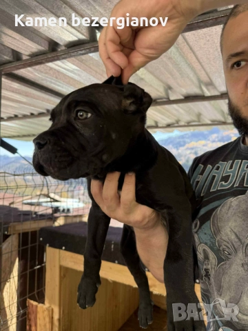 Кане Корсо Смолян , снимка 2 - Кане корсо - 52457720