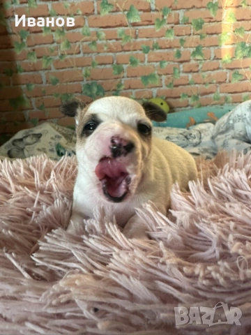 Мини чихупинчер 