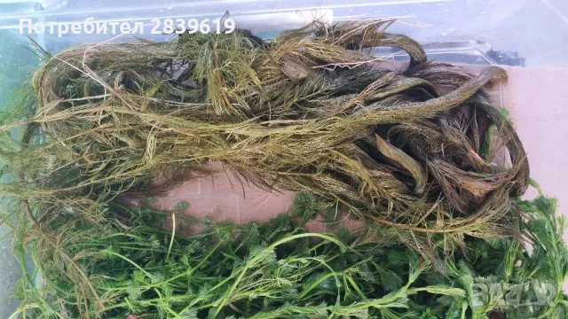 лесни за отглеждане аквариумни растения , снимка 4 - Оборудване за аквариуми - 50358128