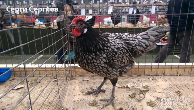 Sergiev Farm - предлага различни породи кокошки , снимка 2 - Кокошки и пуйки - 53530407