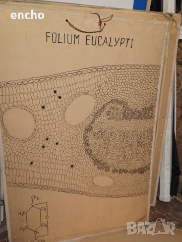 Ботанически растения плакати , снимка 7 - Антикварни и старинни предмети - 40667557