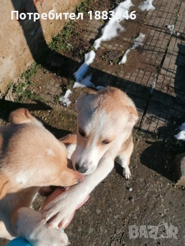 Подарявам кученца, снимка 5 - Други - 53578840