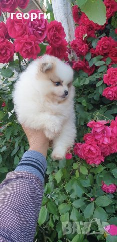 Померан, снимка 6 - Померан - 33251343