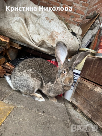 Женска Зайка Белгийски Великан , снимка 7 - Други - 53373678