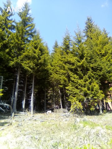 Продава парцел в к.к. Пампорово , снимка 7 - Парцели - 36934032