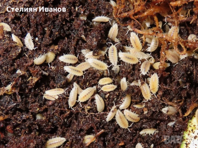 Изоподи, мокрици (Trichorhina tomentosa и Porcellionides pruinosus)