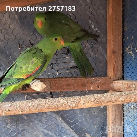 продавам папагали чифт червнокрили папагали, снимка 4 - Папагали - 52755581