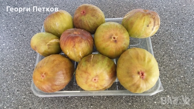 Смокини сорт Бяла Кадота., снимка 4 - Градински цветя и растения - 40184578