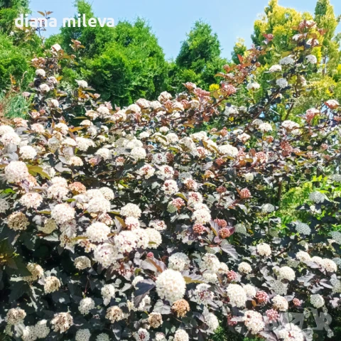 Физокарпус Диабло, Physocarpus Opulifolius Diablo, снимка 5 - Градински цветя и растения - 45688473