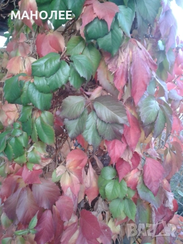 Дива лоза, снимка 2 - Градински цветя и растения - 52697012