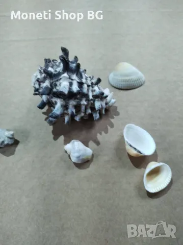 Океански дарове, снимка 3 - Декорация за дома - 48933898