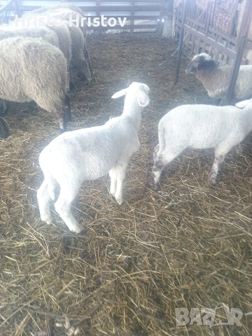 Мъжки агнета 22-25 килограма 